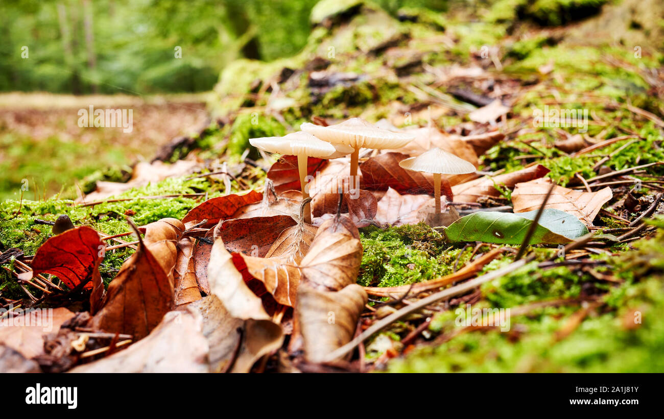 Forest floor with mushrooms in the autumn, selective focus. Stock Photo