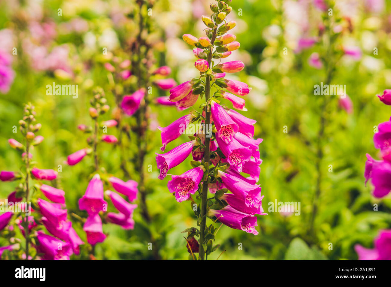 Campanula glomerata, known by the common names clustered bellflower or Dane's blood. Stock Photo