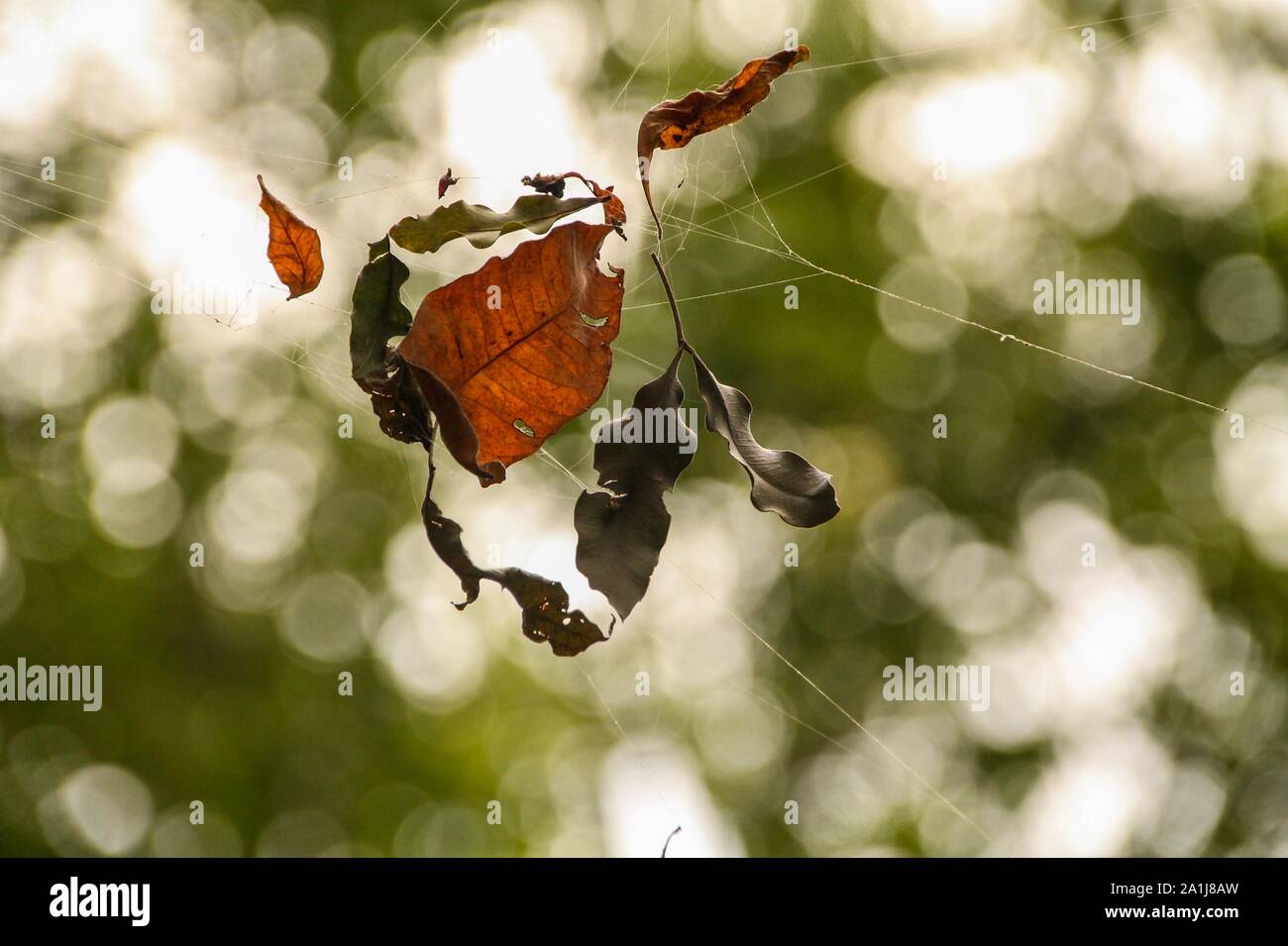 Tote Blätter in Spinnenweben Stock Photo