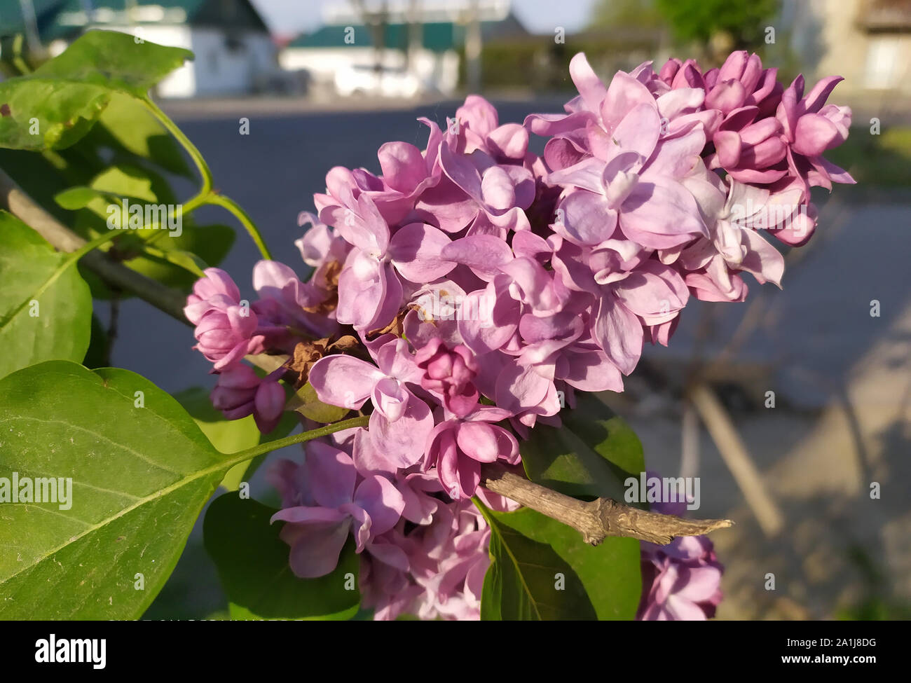 In the photo of a flower of lilac on a tree. Spring landscape Stock Photo