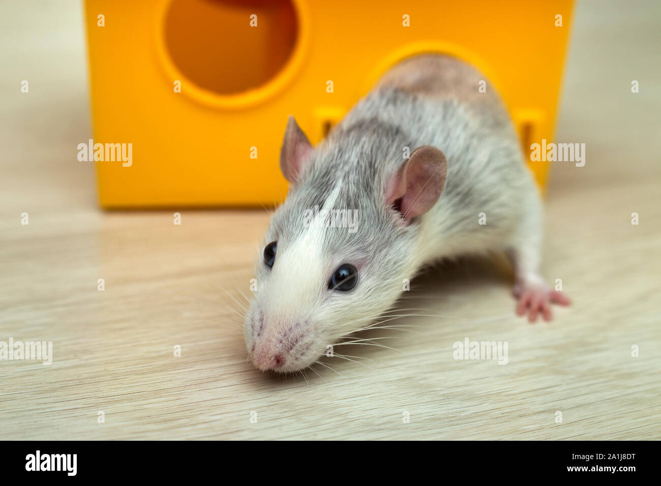 White funny domestic pet rat and a toy house Stock Photo Alamy