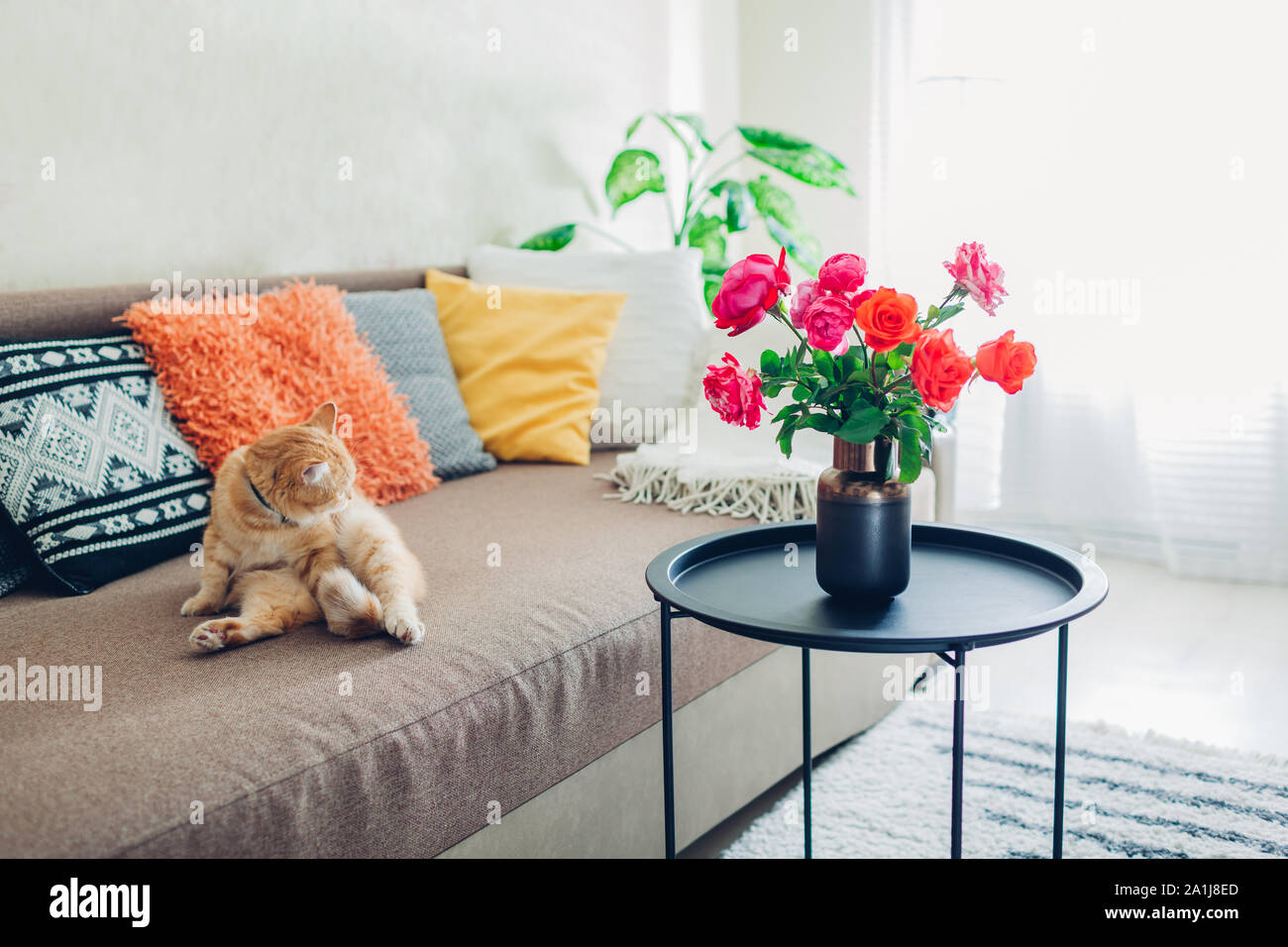 Interior of living room decorated with flowers on coffee table and cat lying on couch with cushions. Fresh roses Stock Photo