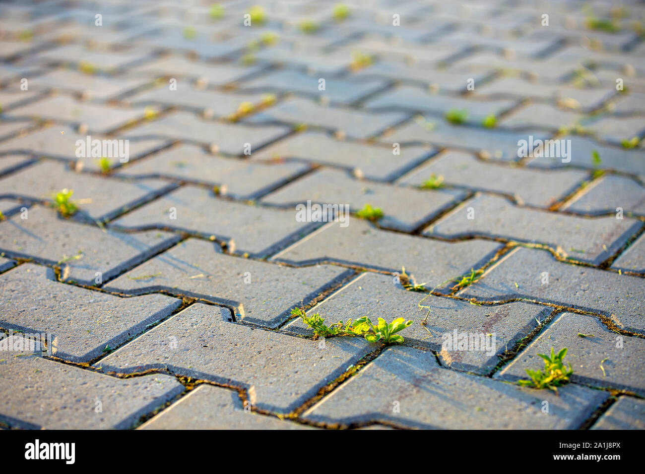 Weed plants growing between concrete pavement bricks Stock Photo Alamy