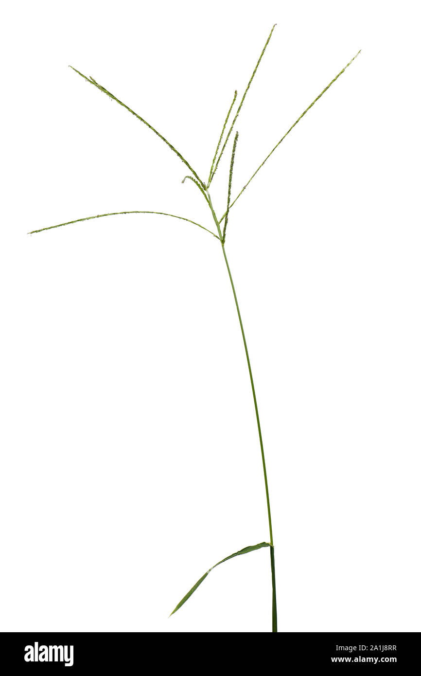 Digitaria sanguinalis isolated on white. There are many others names for D. eriantha, such as common finger grass, hairy crabgrass, crab finger grass, Stock Photo