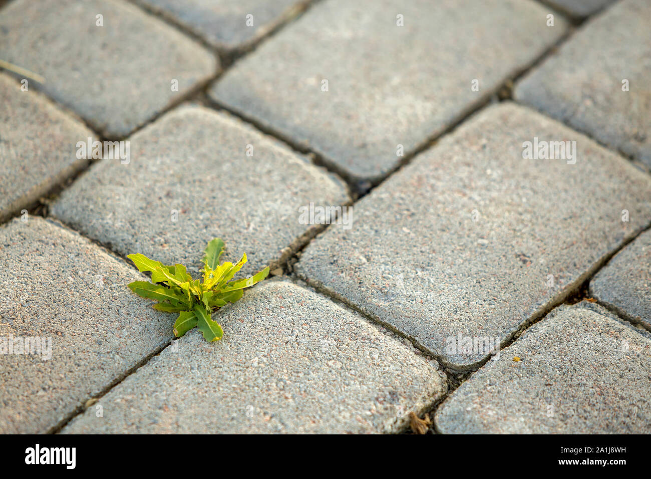 Weed plants growing between concrete pavement bricks Stock Photo Alamy