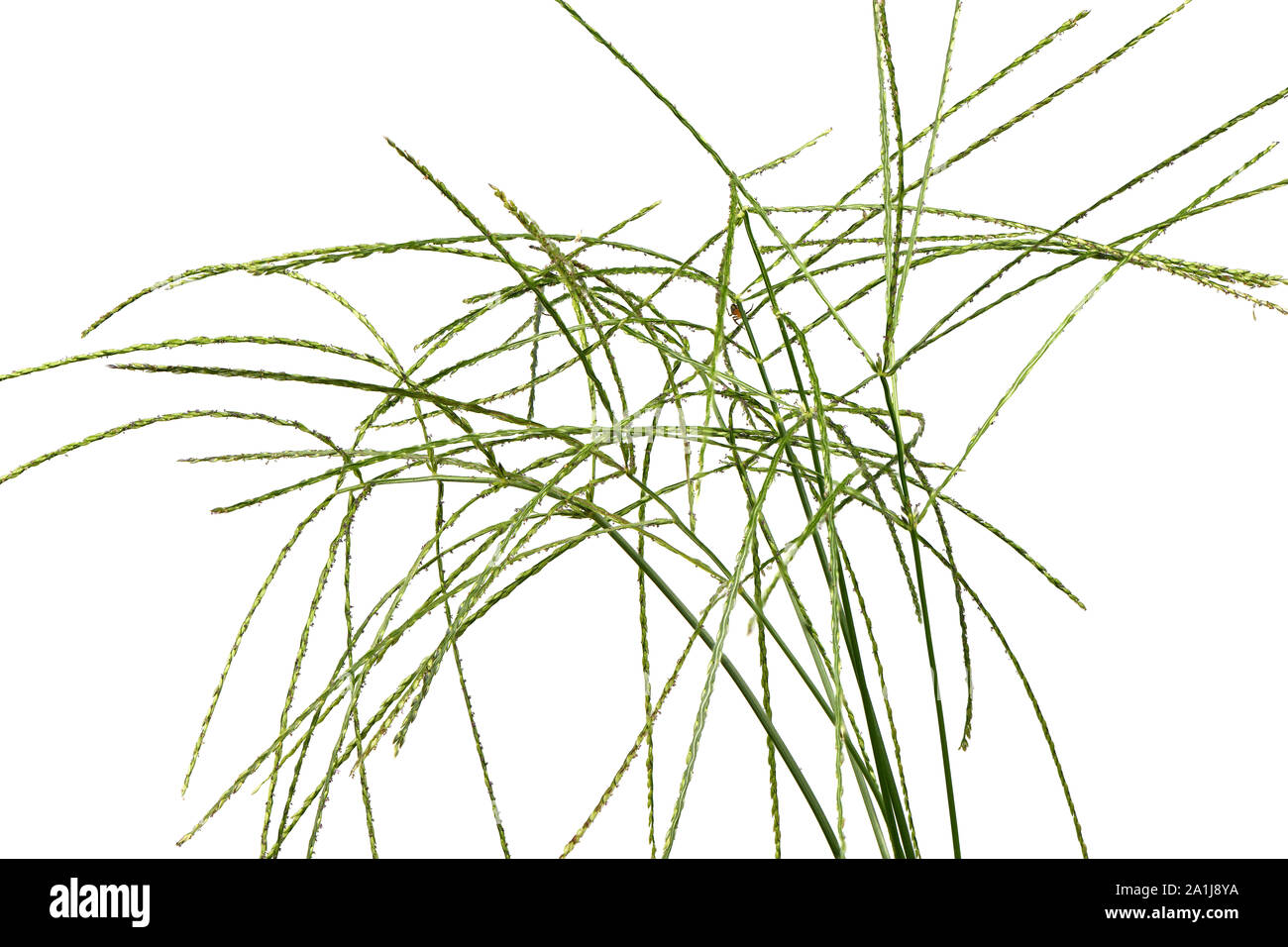 Digitaria sanguinalis isolated on white. There are many others names for D. eriantha, such as common finger grass, hairy crabgrass, crab finger grass, Stock Photo