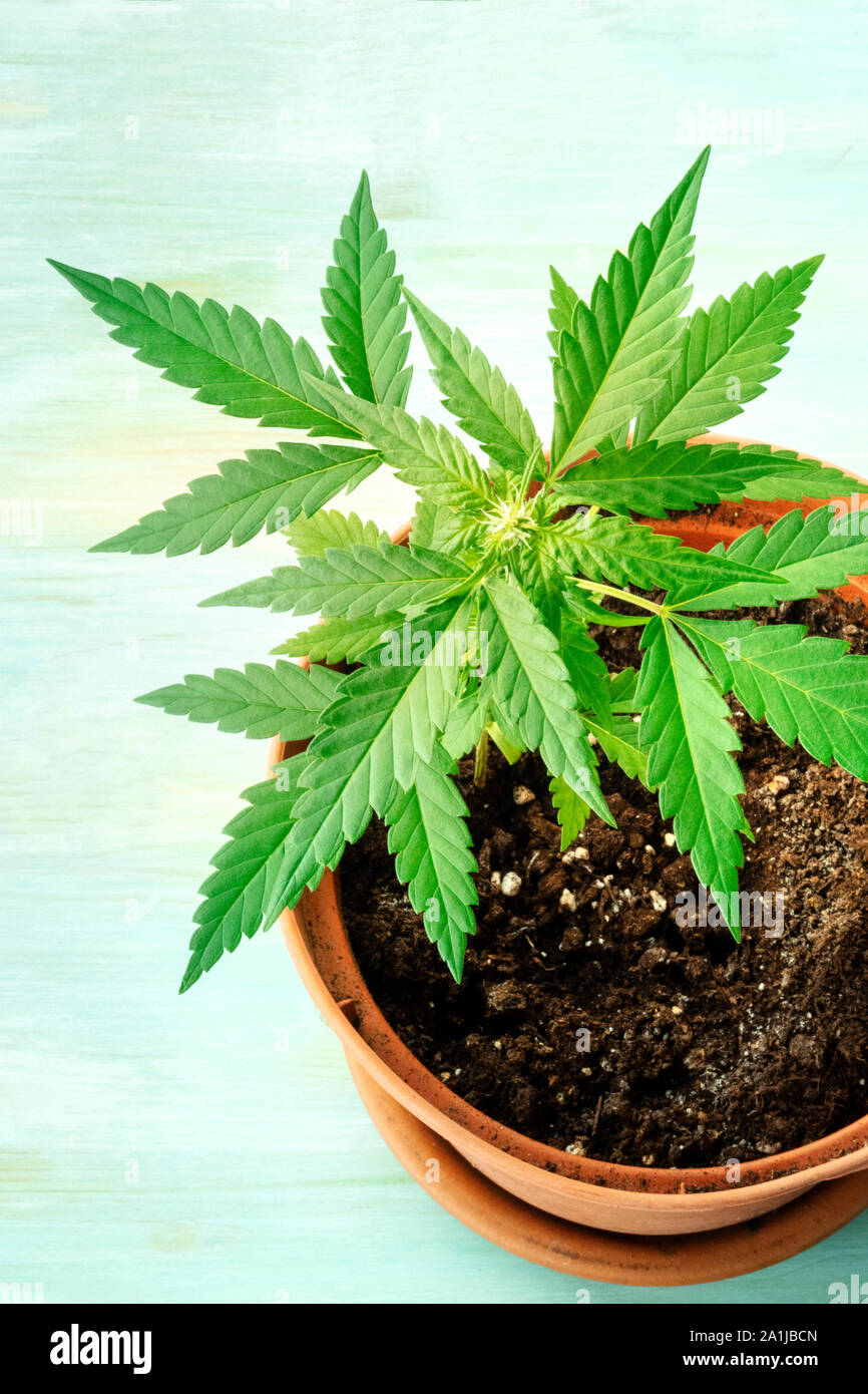 buy stinging nettle plants Stinging Nettle main image 0