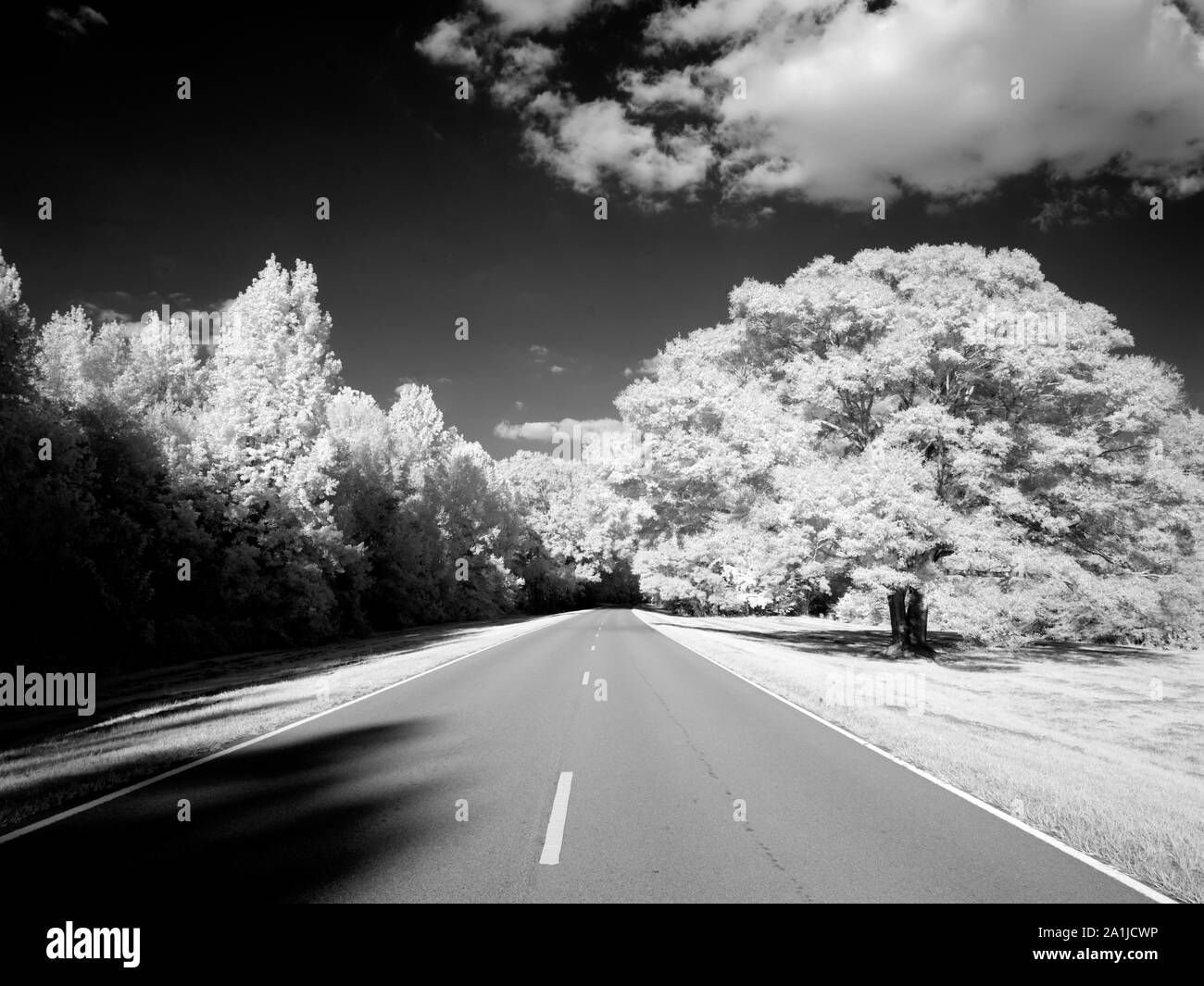 Mississippi natchez trace parkway Black and White Stock Photos & Images ...