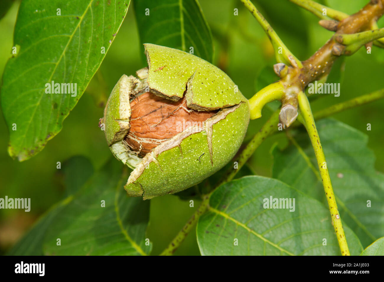 Ripe walnut in a tree Stock Photo