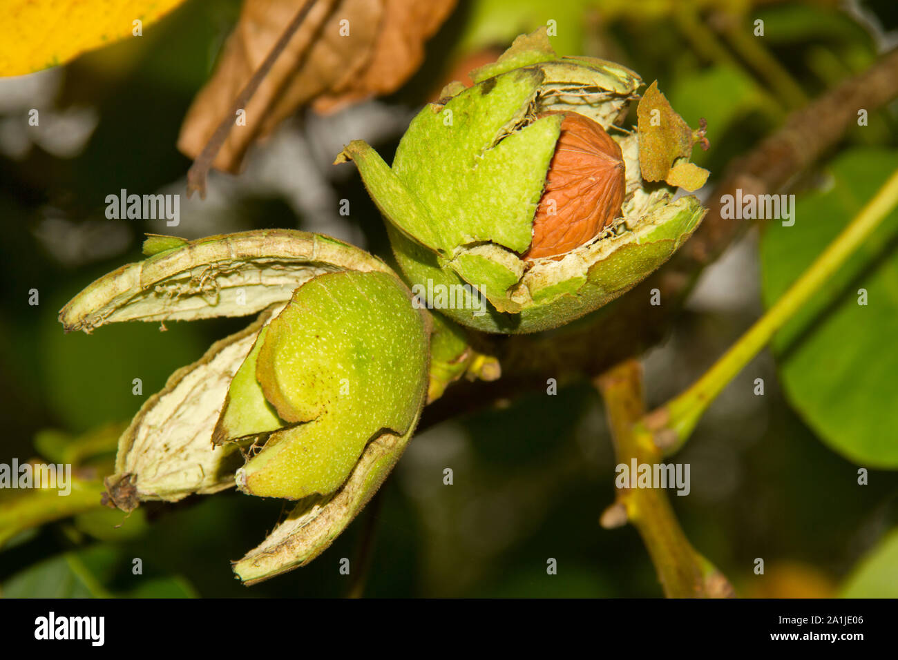 Ripe walnut in a tree Stock Photo
