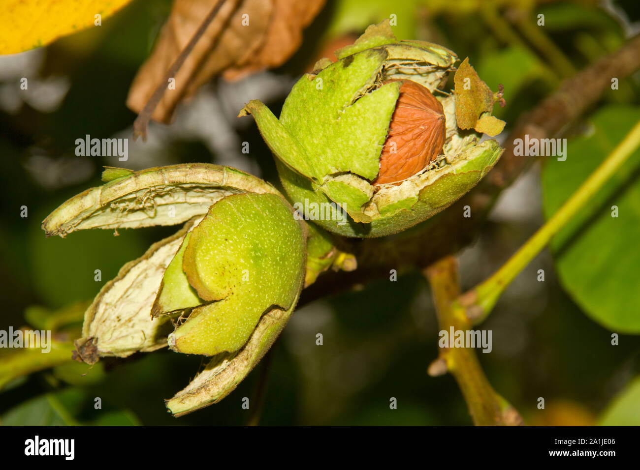 Ripe walnut in a tree Stock Photo - Alamy