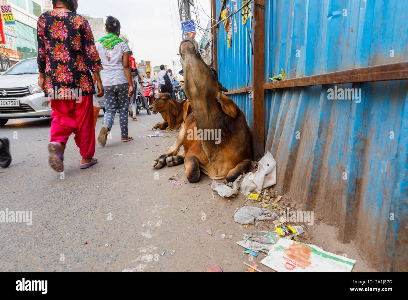 Street scene with typical sacred cows lying on the roadside in Mahipalpur district, a suburb near Delhi Airport in New Delhi, capital city of India Stock Photo
