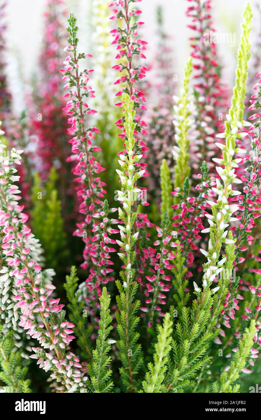 Calluna vulgaris, Ling, Erica, multicolored Heather in bloom