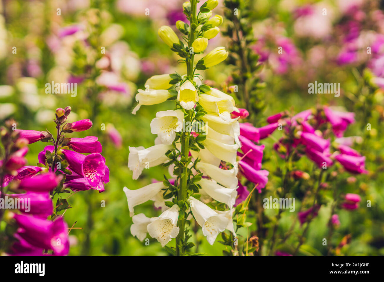 Campanula glomerata, known by the common names clustered bellflower or Dane's blood. Stock Photo