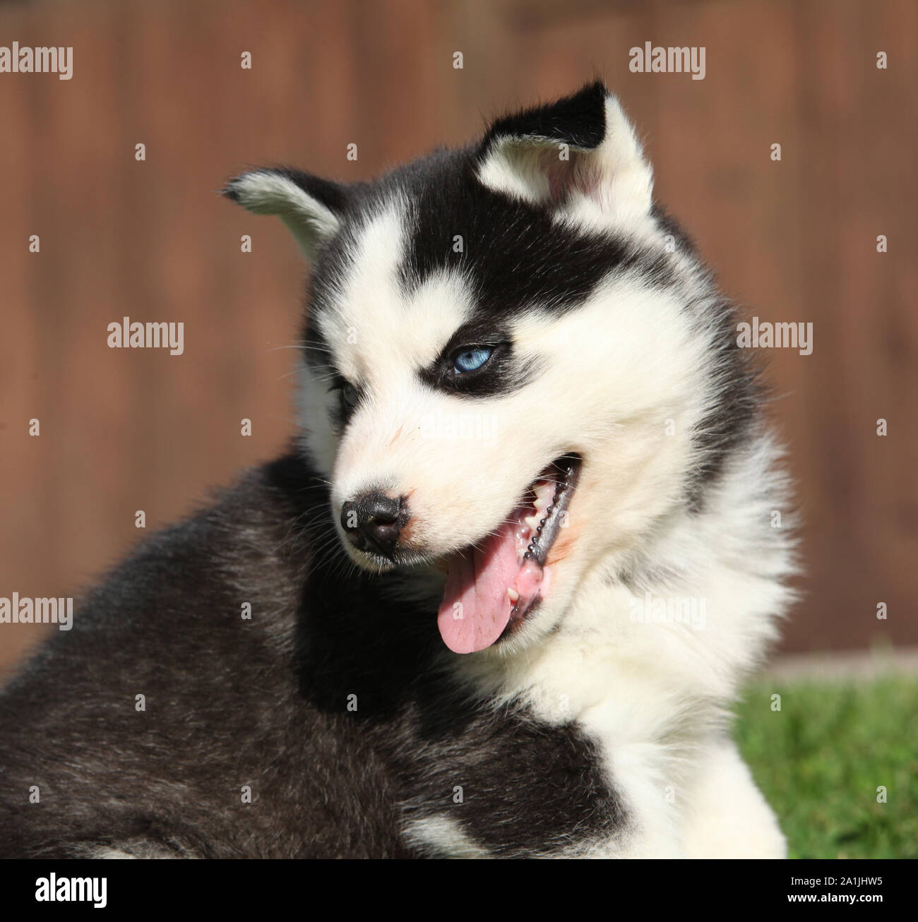 Nice siberian husky puppy sitting in the garden Stock Photo Alamy