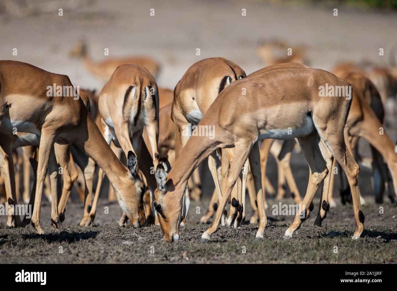 A herd of African Impala Aepyceros melampus grazing on the banks of the river Chobe in Botswana. Stock Photo