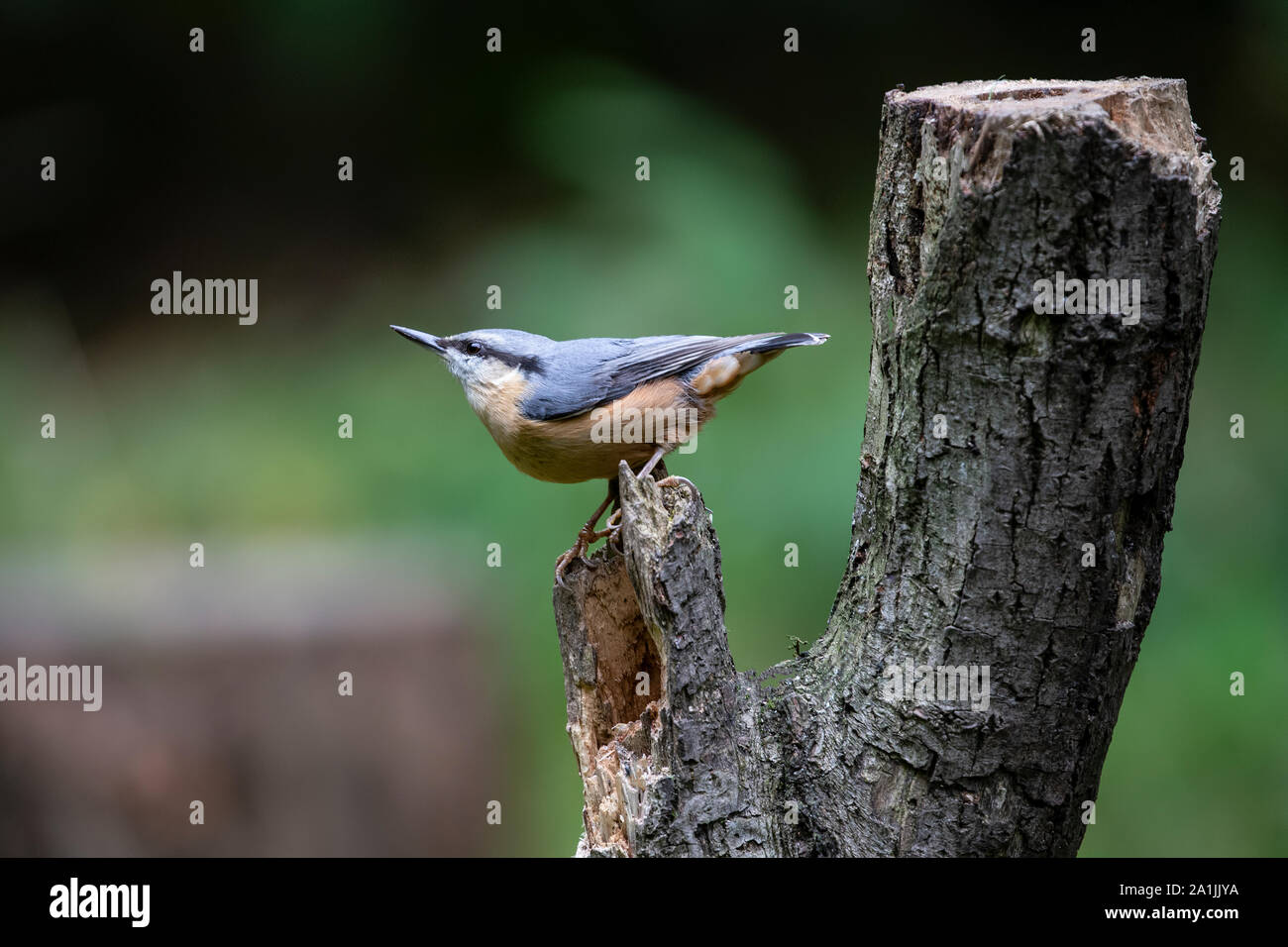 Nuthatch Sitta europaea in a jaunty position on a rotten wooden tree stump displaying its striking plumage against a diffuse background Stock Photo