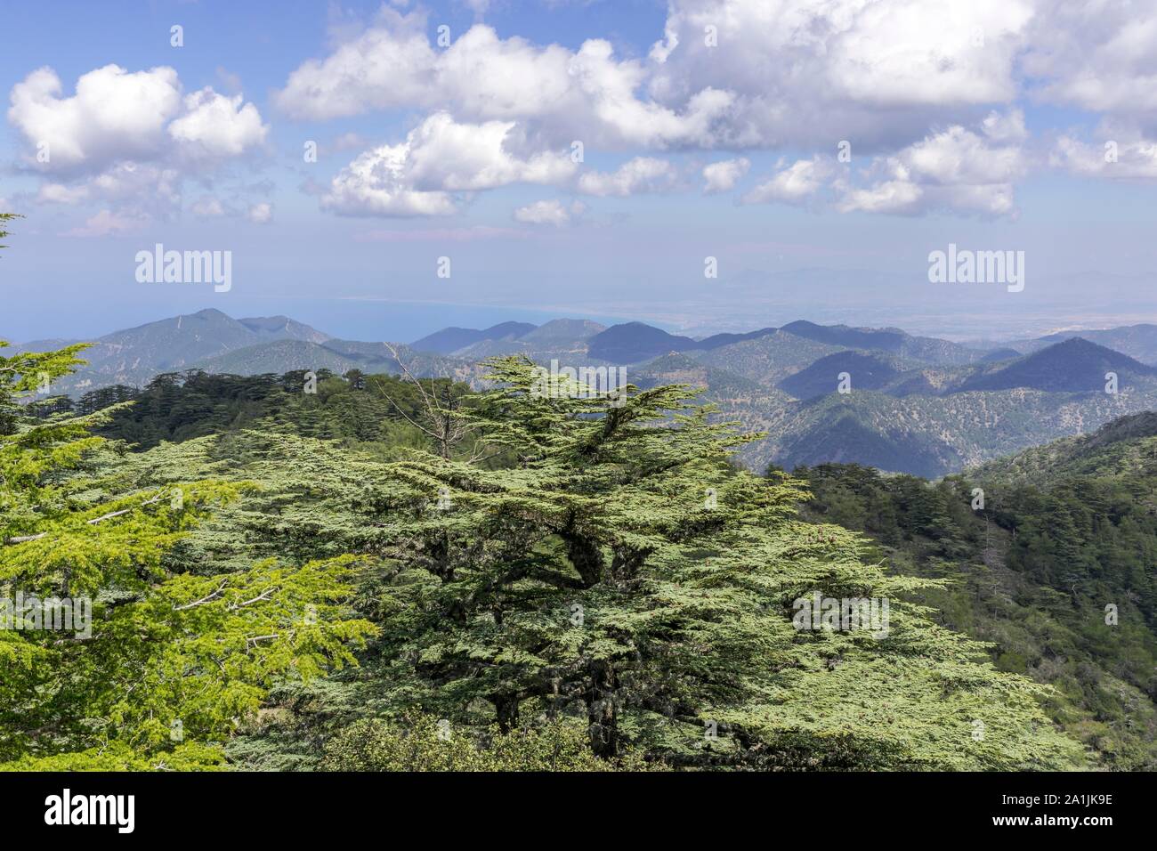 Cyprus cedar (Cedrus brevifolia), view from Tripylos peak, Cedar valley, Troodos mountains, Nicosia, Republic of Cyprus, Cyprus Stock Photo