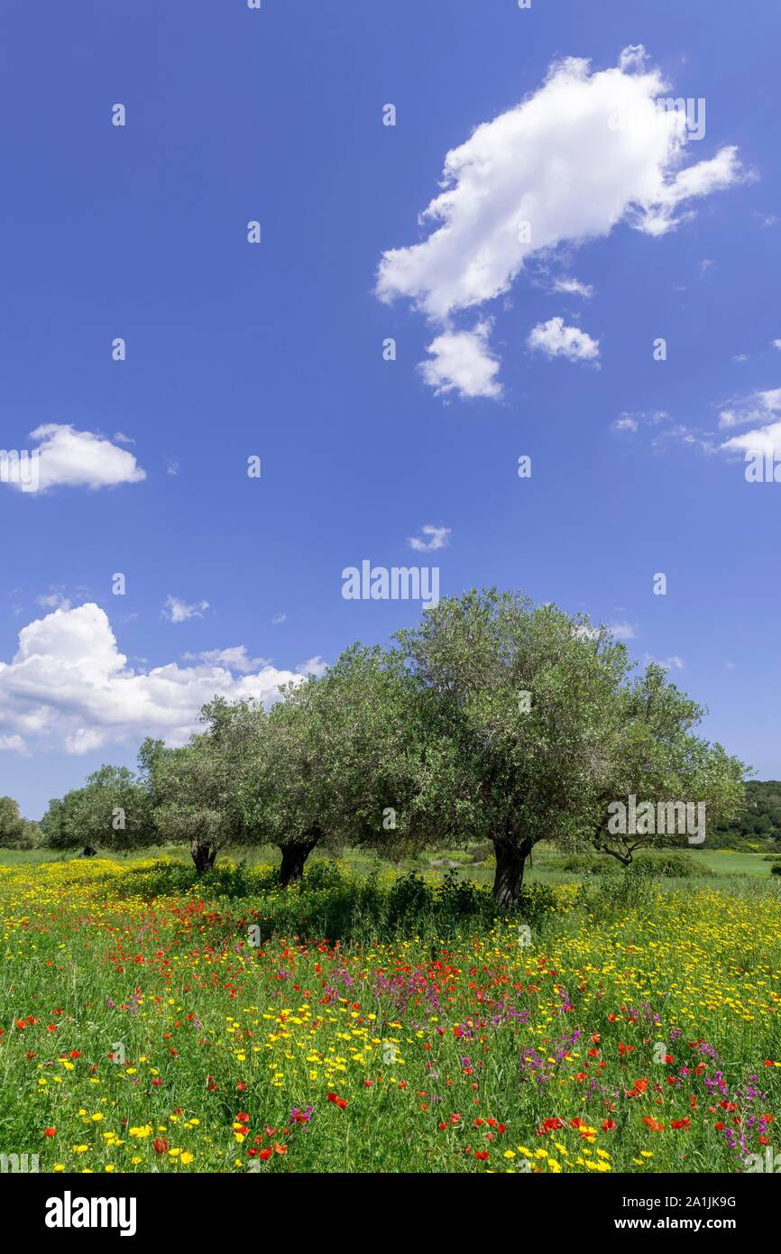 Olive trees and flower meadow, Dipkarpaz Peninsula, Famagusta, Turkish Republic of Northern Cyprus, Cyprus Stock Photo