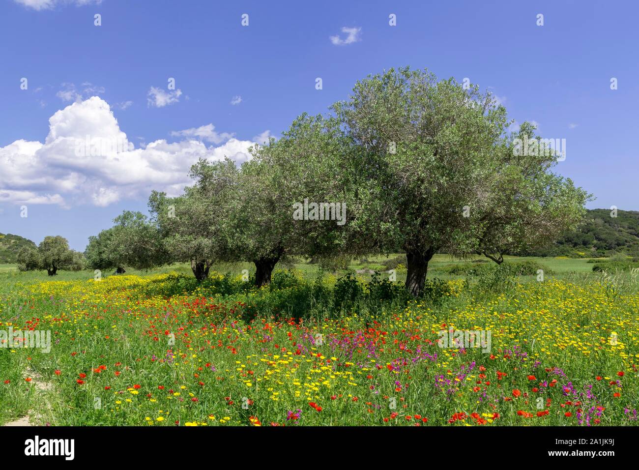 Olive trees and flower meadow, Dipkarpaz Peninsula, Famagusta, Turkish Republic of Northern Cyprus, Cyprus Stock Photo