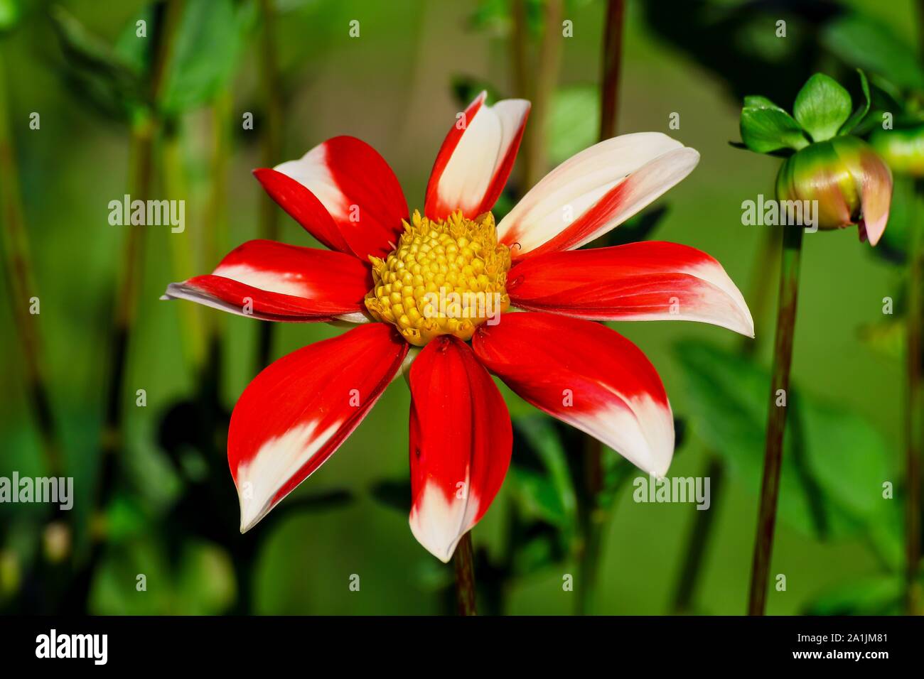 Dahlie Windmill (Asteraceae), Jewelry Dahlie, Hybrid, Autumn flower, Bavaria, Germany Stock Photo