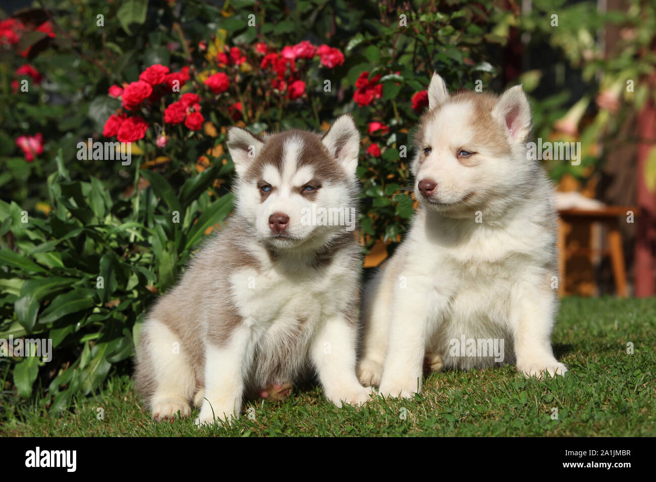 Two gorgeous puppies of siberian husky sitting in front of red roses Stock  Photo - Alamy