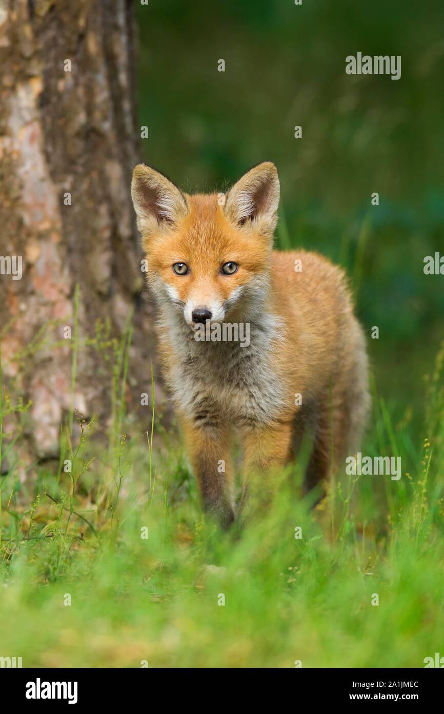 Red fox (Vulpes vulpes), cub in grass, Germany Stock Photo - Alamy