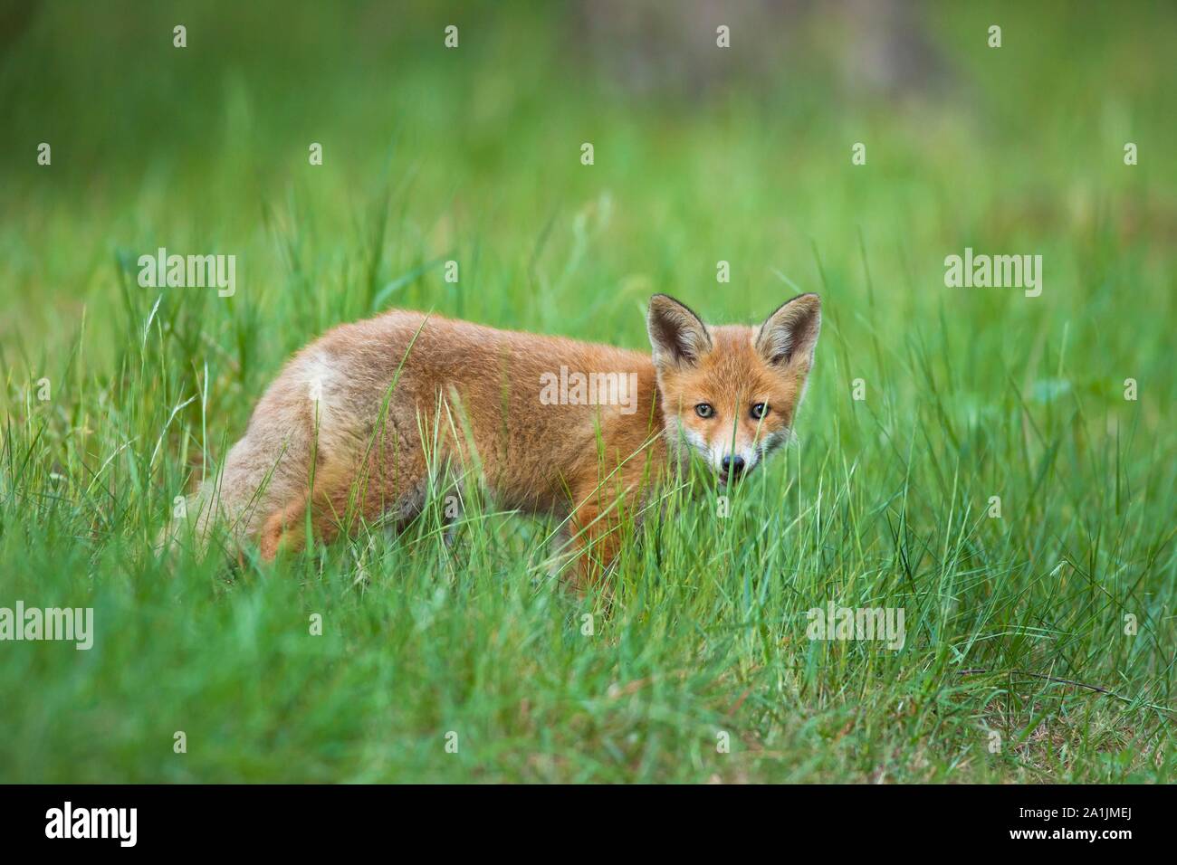 Red fox (Vulpes vulpes), cub in grass, Germany Stock Photo - Alamy