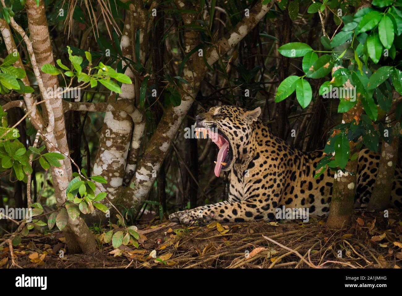 Jaguar (Panthera onca), adult male resting and yawning under dense bushes, Pantanal, Mato Grosso, Brazil Stock Photo