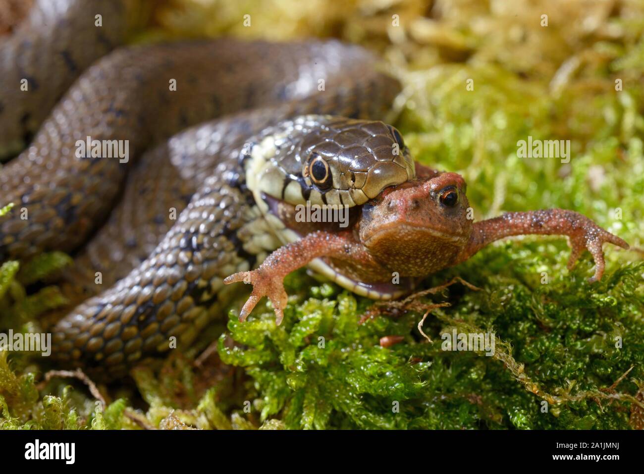 Barred grass snake (Natrix helvetica), eating a toad, Poitou, France Stock Photo