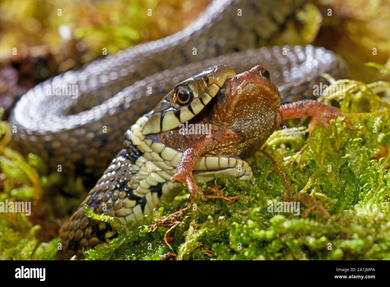 Barred grass snake (Natrix helvetica), eating a toad, Poitou, France Stock Photo