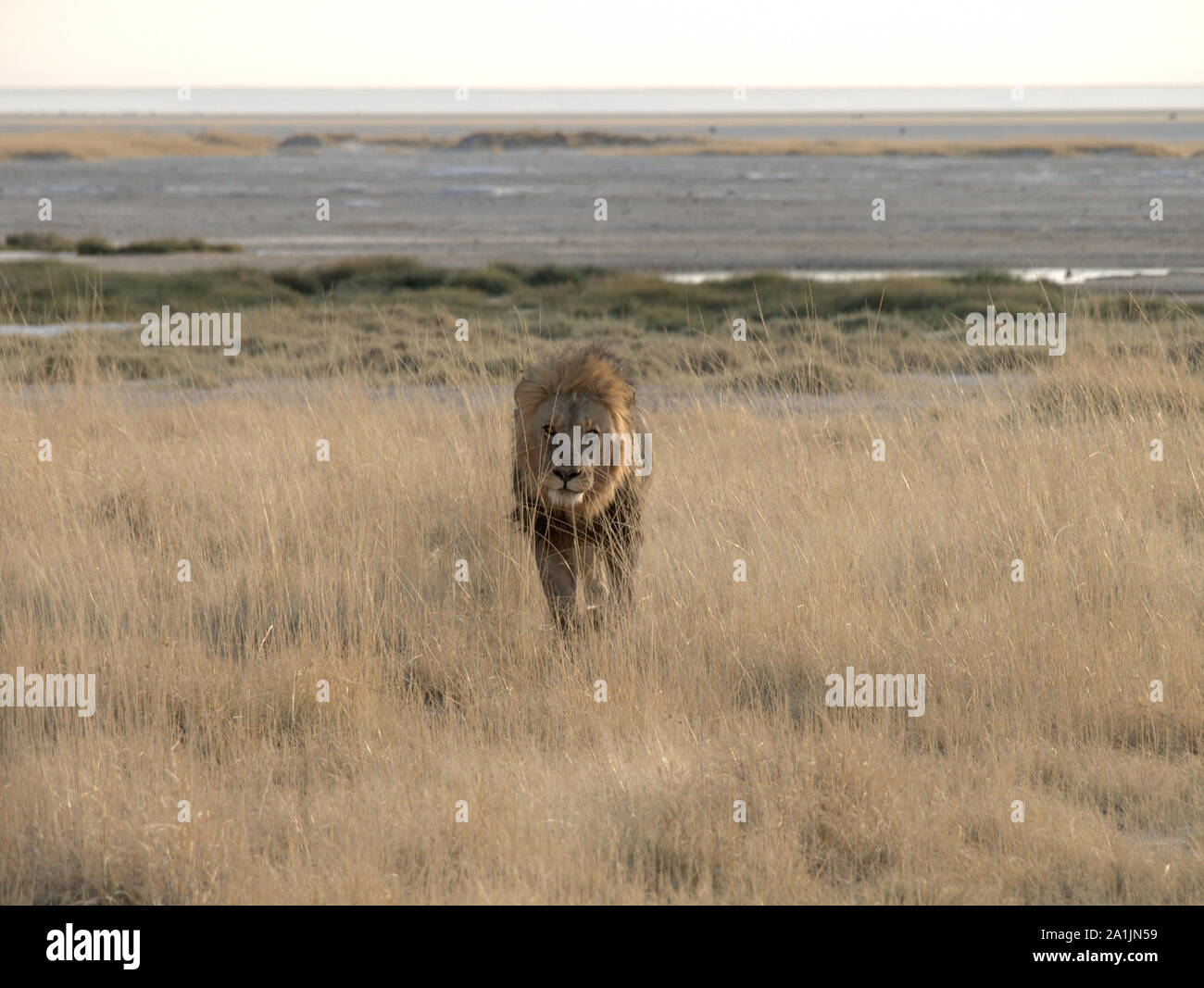 Lion in front of me Stock Photo