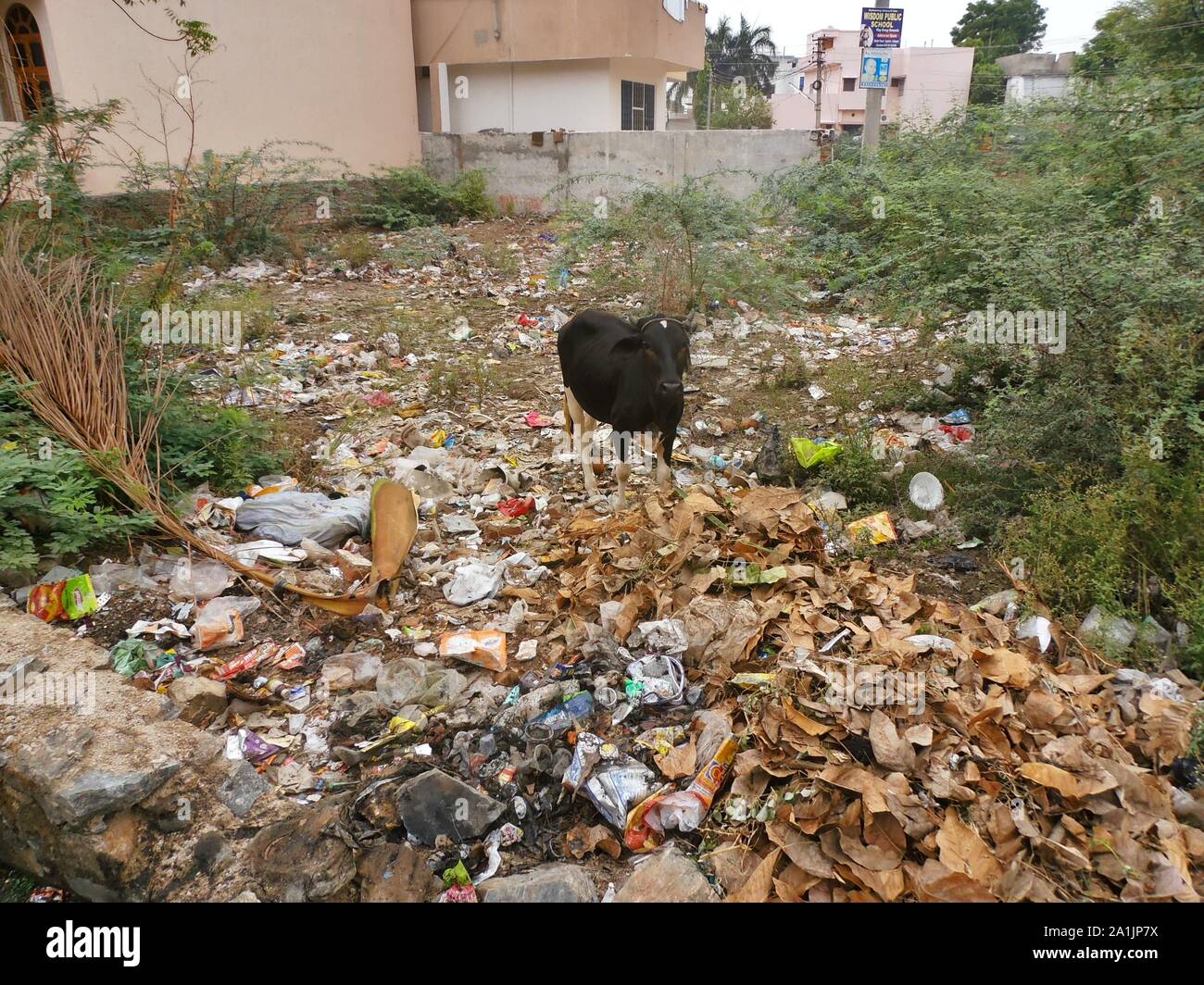 A black cow stands on a trash filled acre in India. Stock Photo