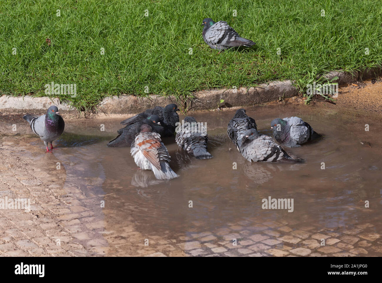 Bathing pigeon in puddle hires stock photography and images Alamy