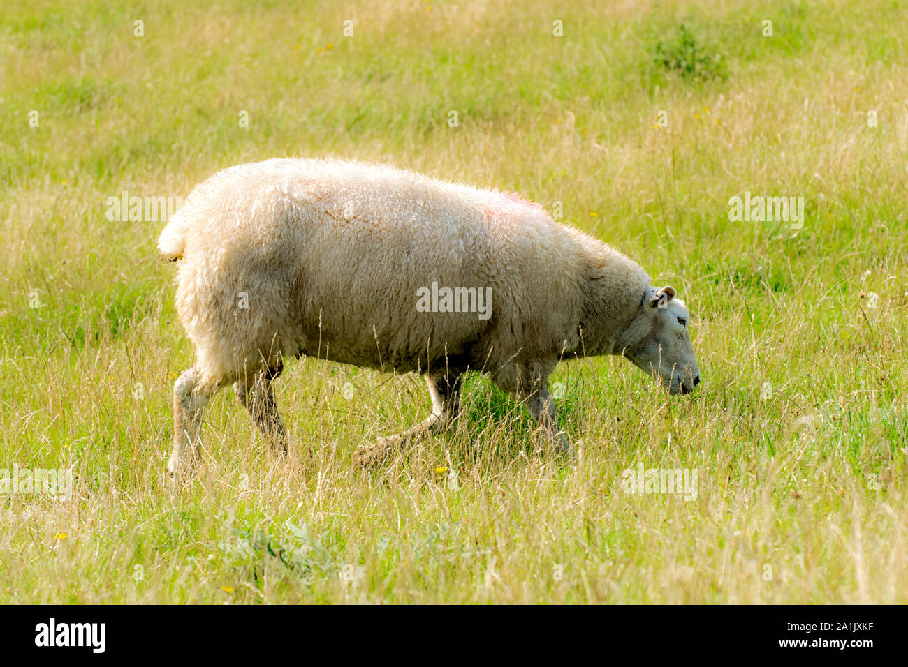 Mammal sheep on a dyke crown with green grass in front of blue sky Stock Photo