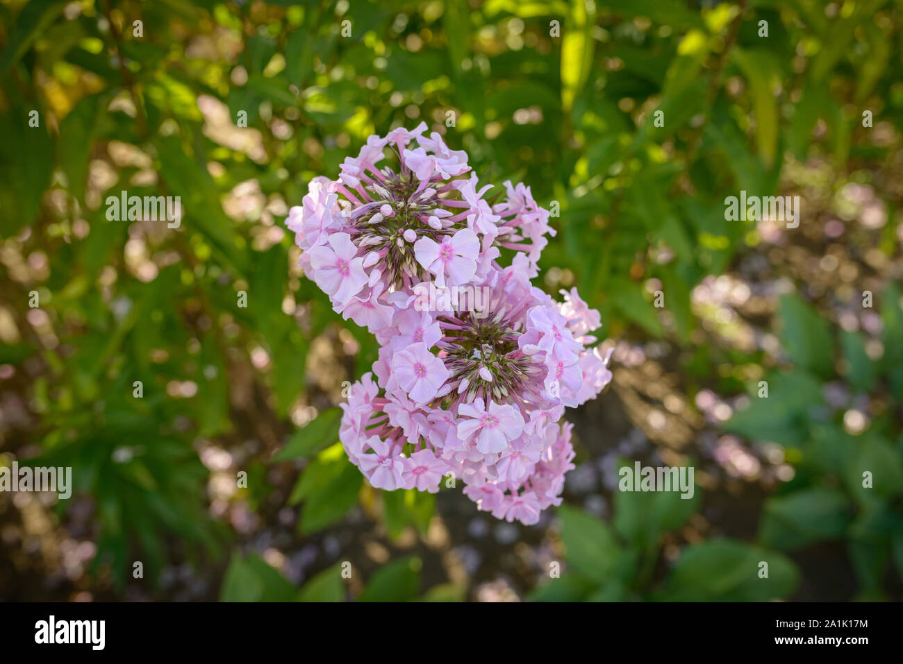 Pink flowers of phlox in the garden. Stock Photo