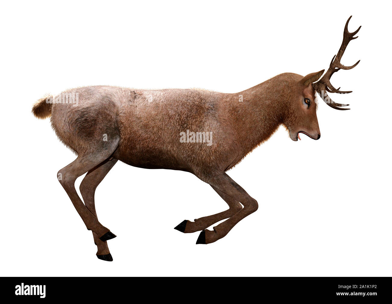 3D rendering of a male deer isolated on white background Stock Photo ...