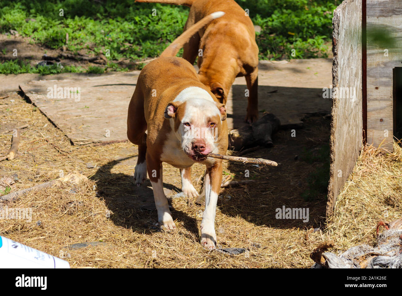 Pit bulls playing in the yard Stock Photo