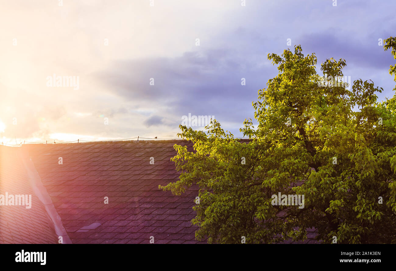 Roof of an old house, sunbeams and a tree with green leaves Stock Photo ...