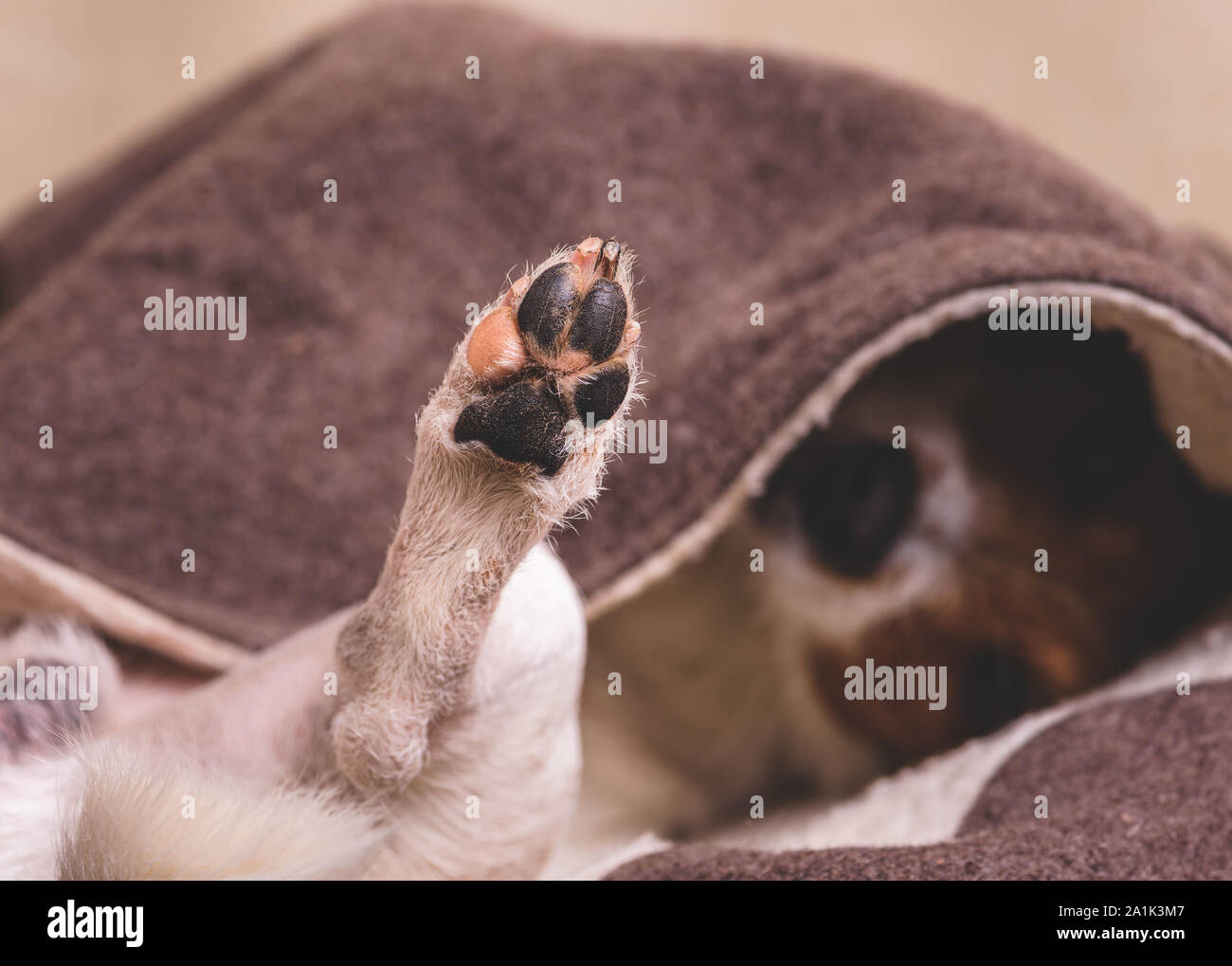 Dog sleeping upside down bed hires stock photography and images Alamy