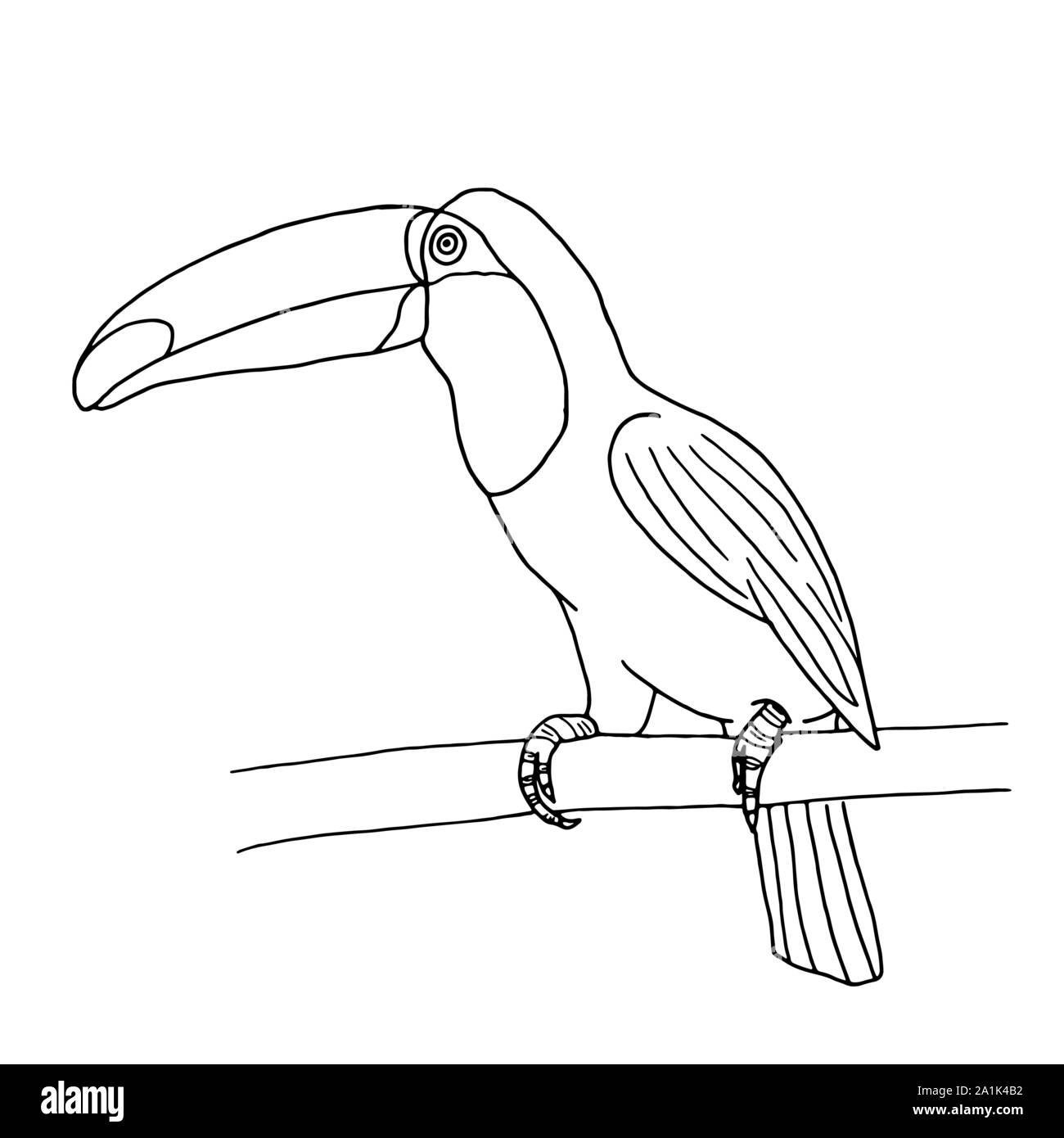 Toucan isolated on white background for coloring book page vector Stock Vector