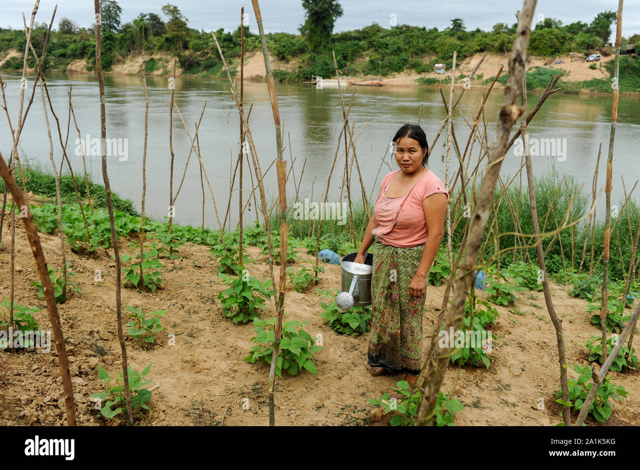 Laos, woman cultivates vegetable field near river, irrigation with river water / Laos, Farmerin baut Gemuese an einem Fluss an, Bewaesserung mit Flusswasser Stock Photo