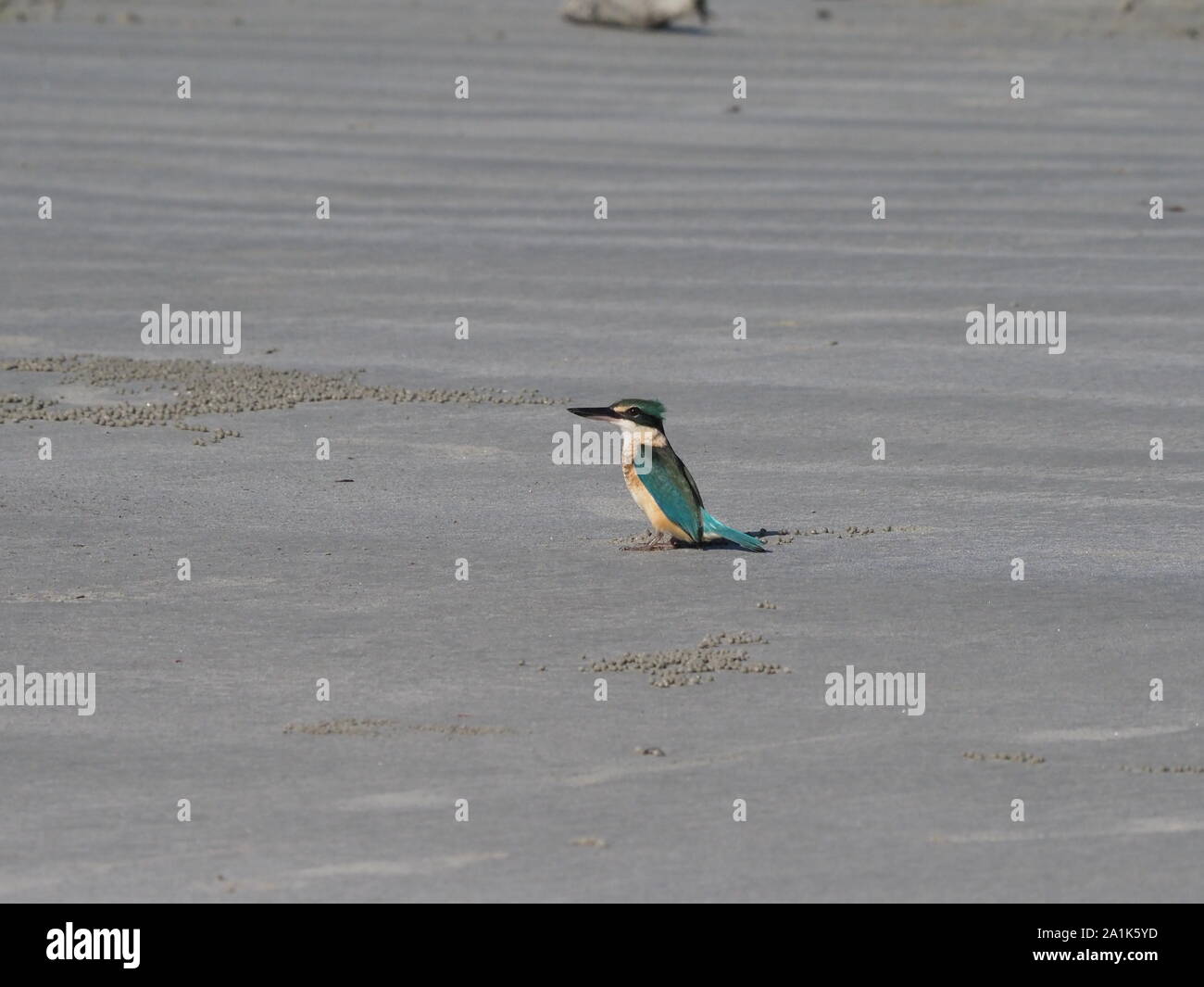 Sacred Kingfisher Queensland Austalia Stock Photo