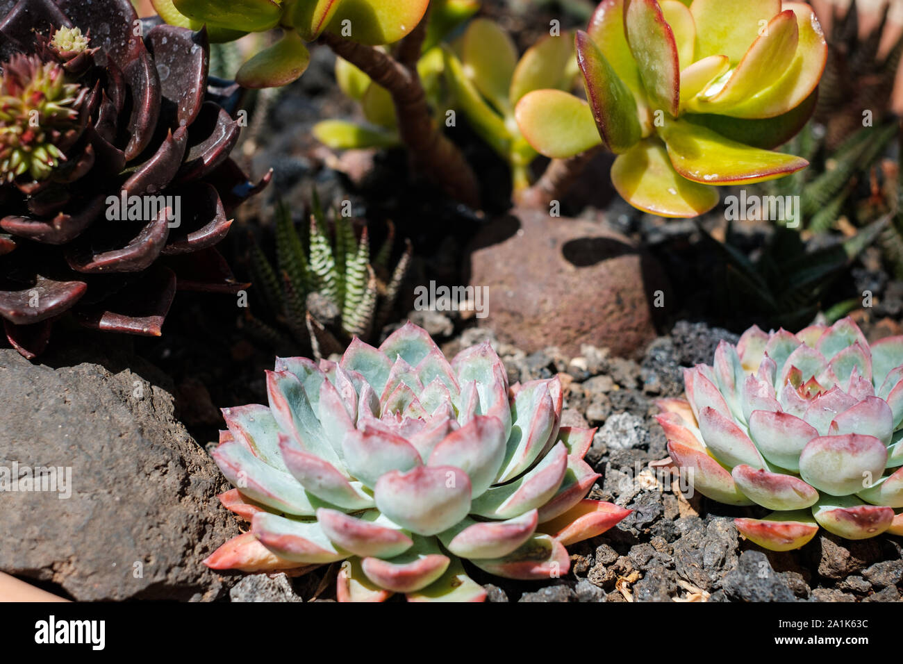 succulent plant closeup - mini plants macro in garden Stock Photo