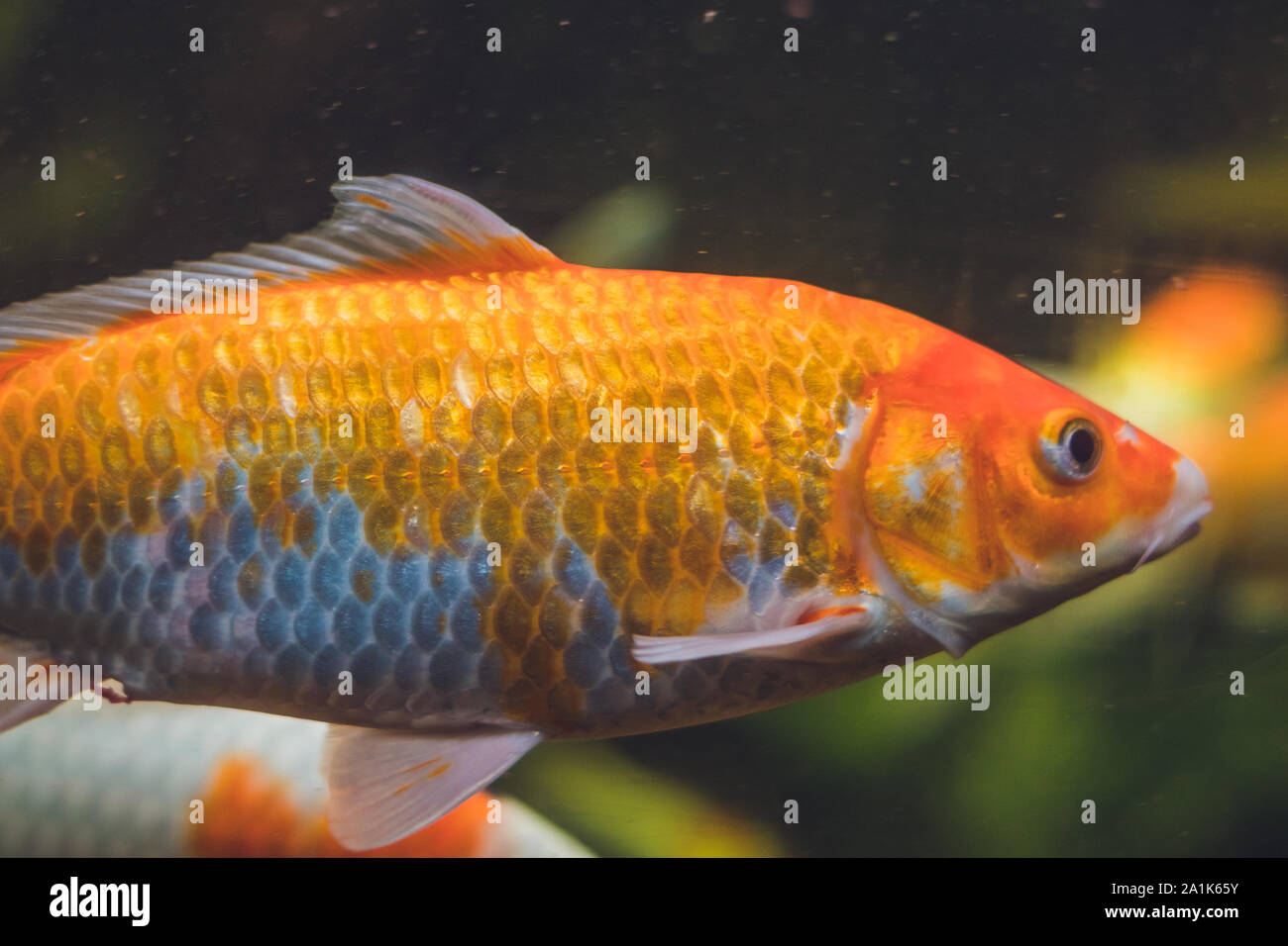 A large orange fish in a aquarium Stock Photo Alamy