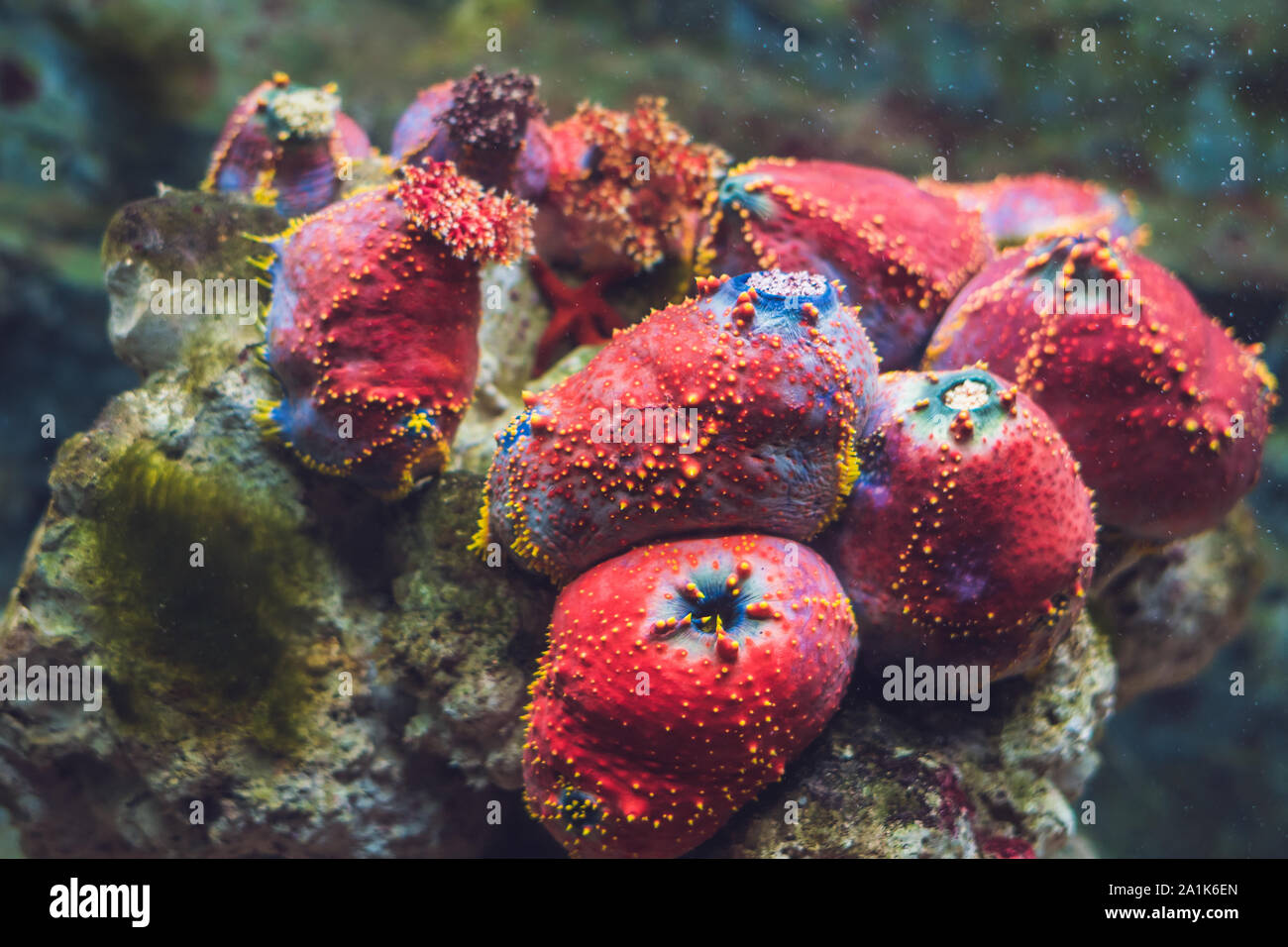 Colorful Lobophyllia LPS coral Stock Photo