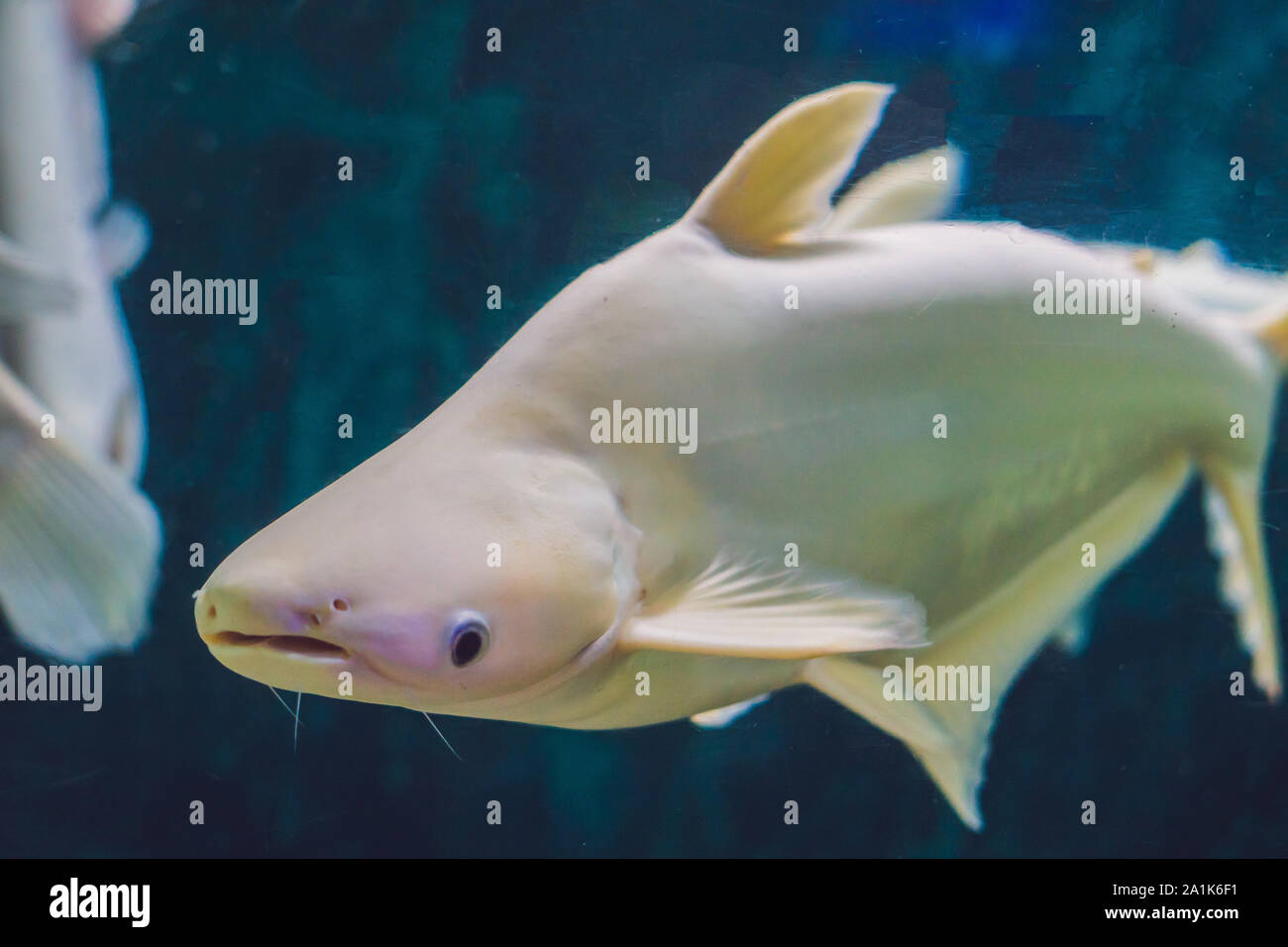 Large white fish with a hump in a tropical aquarium Stock Photo