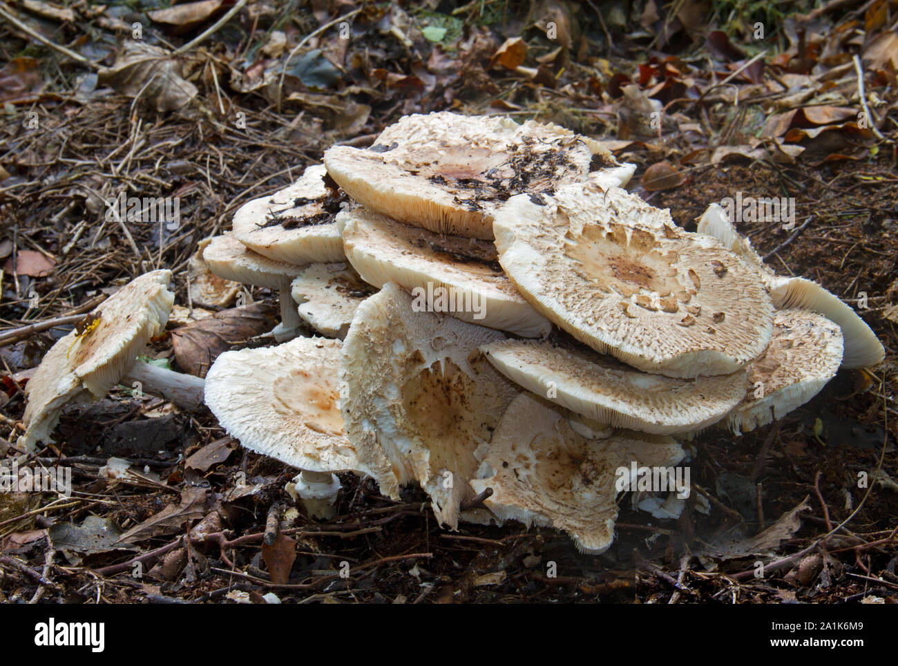 Cluster of Shaggy parasols, large white edible mushrooms Stock Photo