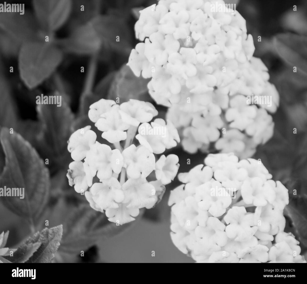Soft focus wild flower Black and White Stock Photos & Images - Alamy