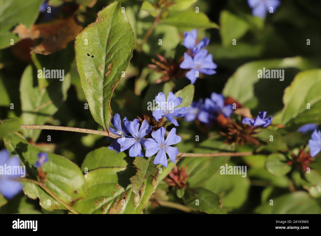 Plumbago flowers bloom in September and October Stock Photo Alamy